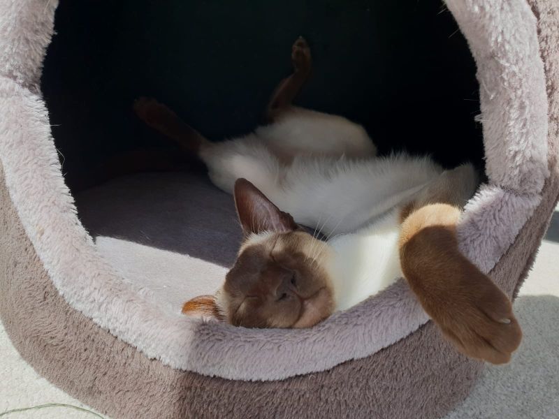 DieselCat