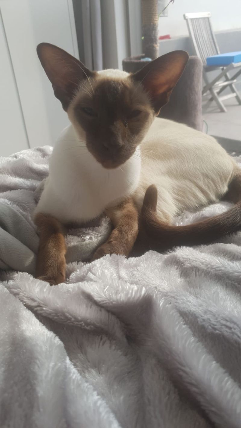 DieselCat