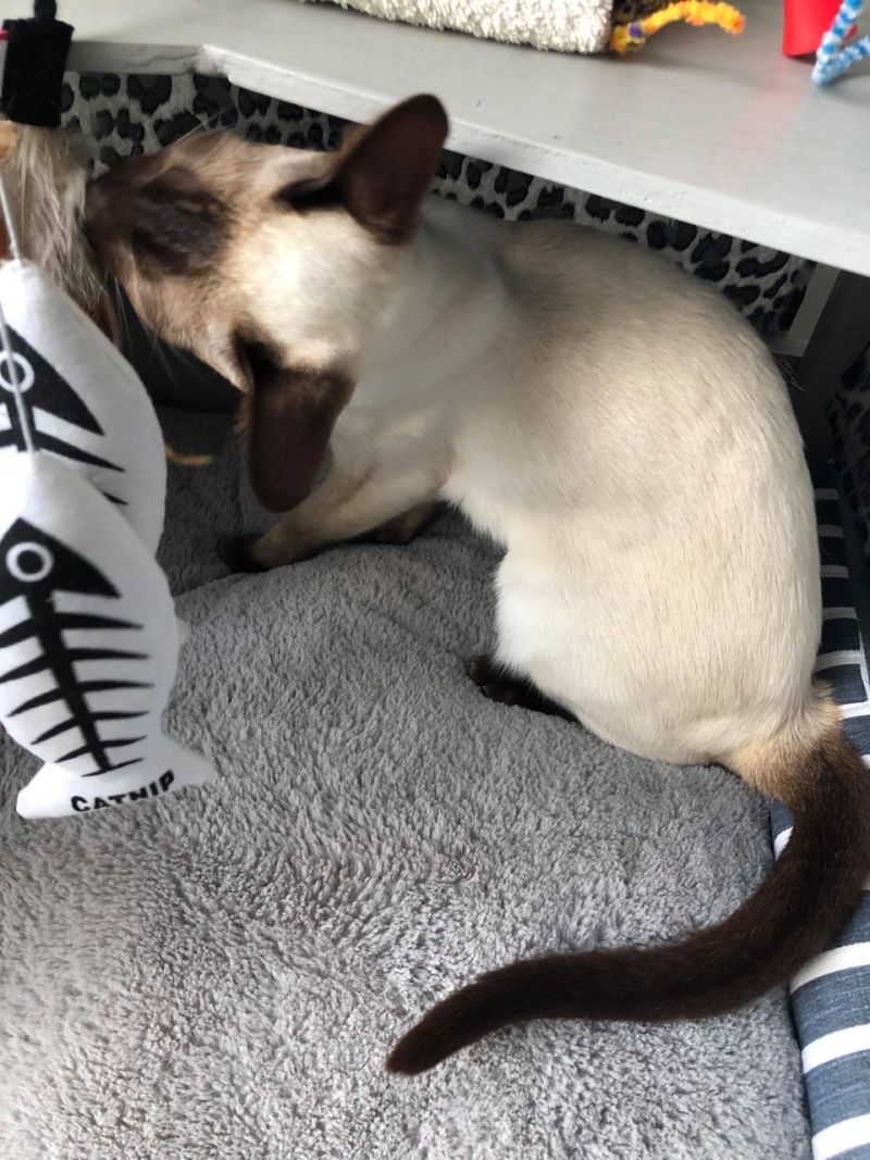 DieselCat